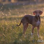 "Grantulla Tamenzut "Gigi" (imp. Australia)" Azawakh Puppies from Kel Simoon Azawakh