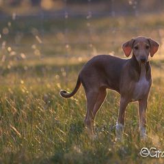 "Grantulla Tamenzut "Gigi" (imp. Australia)" Azawakh Puppies from Kel Simoon Azawakh