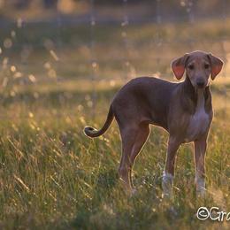 "Grantulla Tamenzut "Gigi" (imp. Australia)" Azawakh Puppies from Kel Simoon Azawakh