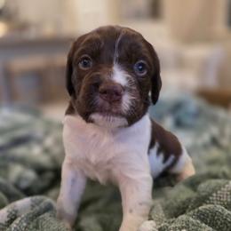 Green Boy - Liver and white male Brittany puppy in Alma, Georgia from Edenbright Brittanys