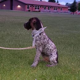 German Wirehaired Pointer All Grown Up from Grimmet German Wirehaired Pointers