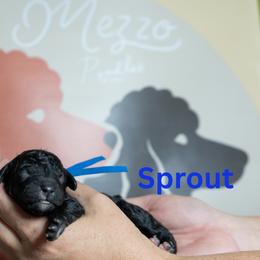 Sprout - Black female Poodle puppy in Spring Branch, Texas from Mezzo Poodles