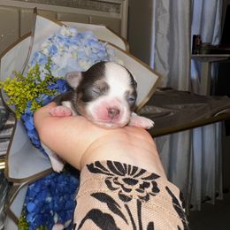 Chihuahua Puppies from Sinai’s Long Hair Apple Head Chihuahuas