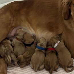 Golden Retrievers and Labradoodles from Mount Olive Doodles