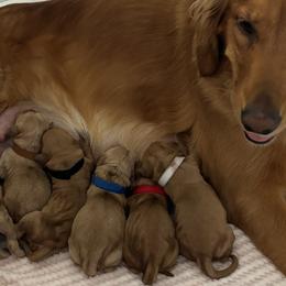 Golden Retrievers and Labradoodles from Mount Olive Doodles