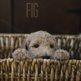 Goldendoodles and Poodles from Black Barn Kennel