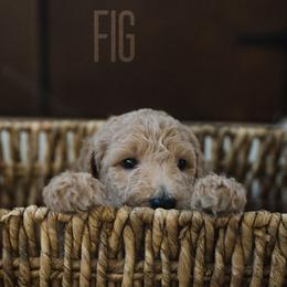 Goldendoodles and Poodles from Black Barn Kennel