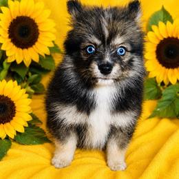Lyra - Wolf sable female Pomsky puppy in Rhome, Texas from TyeDye Kennels