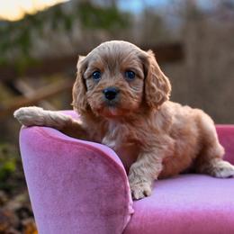 Cavapoo, Cockapoo, Labradoodle, and Poodle Puppies from Heavenly Puppies to Love