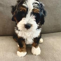 Bernedoodle and Bernese Mountain Dog Puppies from Sage Hills Bernedoodles