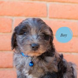 Aussiedoodle and Goldendoodle Puppies from Ever After Doodles Arizona