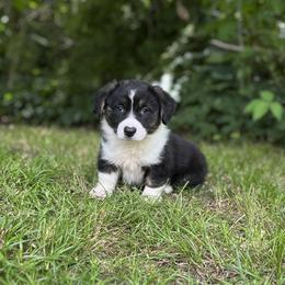 Jett - Black and white male Cardigan Welsh Corgi puppy in Hope, Arkansas from Foxy Knoll Farm