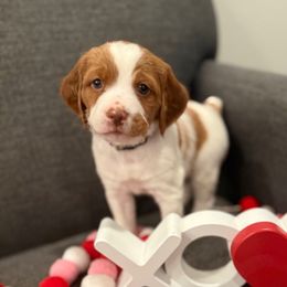 Stella - White and orange Brittany puppy in Dickson, Tennessee from Sandridge Brittanys