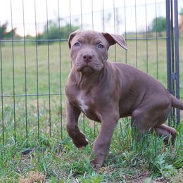 Gouda - Brown American Bully puppy in New Jersey from BURI Bull Kennels