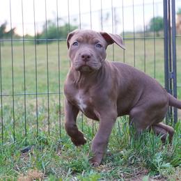 Gouda - Brown American Bully puppy in New Jersey from BURI Bull Kennels
