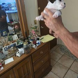2 - Red brindle and white male Bulldog puppy in Sarasota, Florida from Chazzerdog Bulldogs