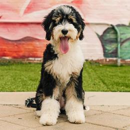 Bernedoodles and Goldendoodles from BellaDoodles
