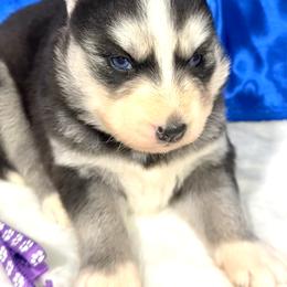 Luna - Black and white female Siberian Husky puppy in Collins, Iowa from Homegrown Huskies