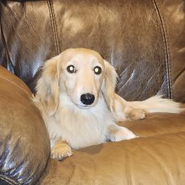 Legend - Dachshund