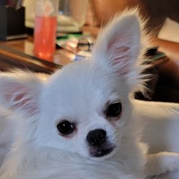 Princess Snow Whitey - Chihuahua