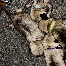 Pink - Fawn female Pug puppy in Baylis, Illinois from Cameo's Pugs