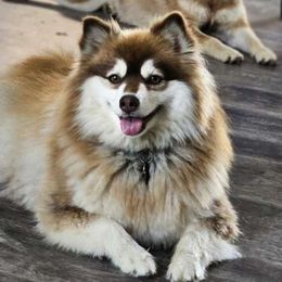 Kira - Pomsky
