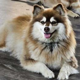 Kira - Pomsky