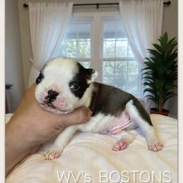 Boy 1 - Black brindle and white male Boston Terrier puppy in North Central, Vermont from Windy Valley’s Bostons