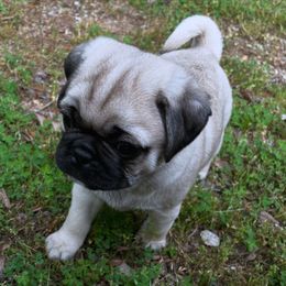 Pug Puppies from Galaxy Pugs of Georgia