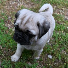 Pug Puppies from Galaxy Pugs of Georgia