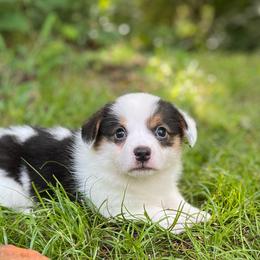 Iris-natural bobtail Mismark - White and black female Pembroke Welsh Corgi puppy in Hope, Arkansas from Foxy Knoll Farm