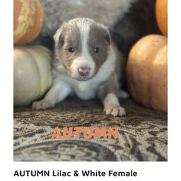 Autumn - Lilac female Border Collie puppy in Lakeview, Michigan from Haven Creek Farm