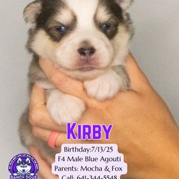 Kirby - Blue male Pomsky puppy in Humeston, Iowa from M.A.R. Dogs