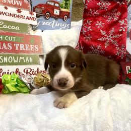 Border Collie and Jack Russell Terrier Puppies from CP FARMS BORDER COLLIES N JACKS CORP