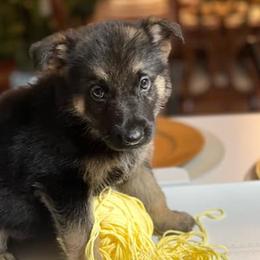 German Shepherds from Triple C Kenne