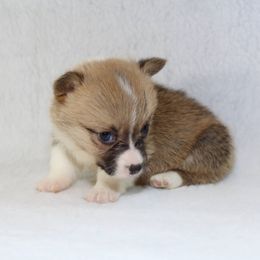 Orange - White and red Pembroke Welsh Corgi puppy in Winnsboro, Texas from H2 Puppies