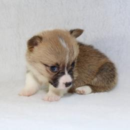 Orange - White and red Pembroke Welsh Corgi puppy in Winnsboro, Texas from H2 Puppies