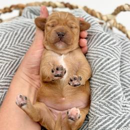 Breeze - Apricot female Goldendoodle puppy in Queen Creek, Arizona from Goldendoodle AZ