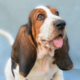 Basset Hound Puppies from Kylee's Bassets