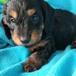 Dachshunds from Code Red Puppies