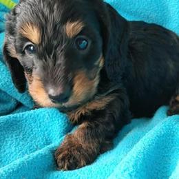 Dachshunds from Code Red Puppies