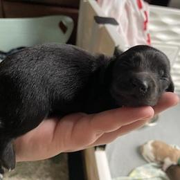 Aeri - Black female Dachshund puppy in Mobile, Alabama from Ruff Patch Doxie Den