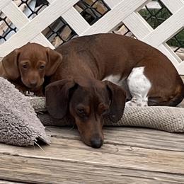 Harley - Dachshund