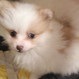 Pomeranian Puppies from ARC Kennels
