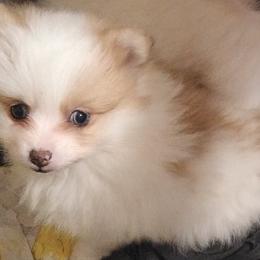 Pomeranian Puppies from ARC Kennels