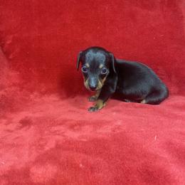 Mac - Black and tan male Dachshund puppy in Richmond, Virginia from Paw Prints