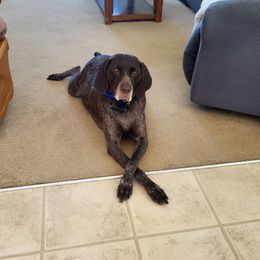 Ella - German Shorthaired Pointer