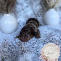 Dachshund Puppies from CSW Dachshunds