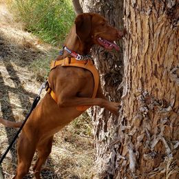 Vizslas from Dollys Rust Red Vizslas