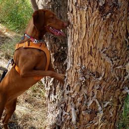 Vizslas from Dollys Rust Red Vizslas